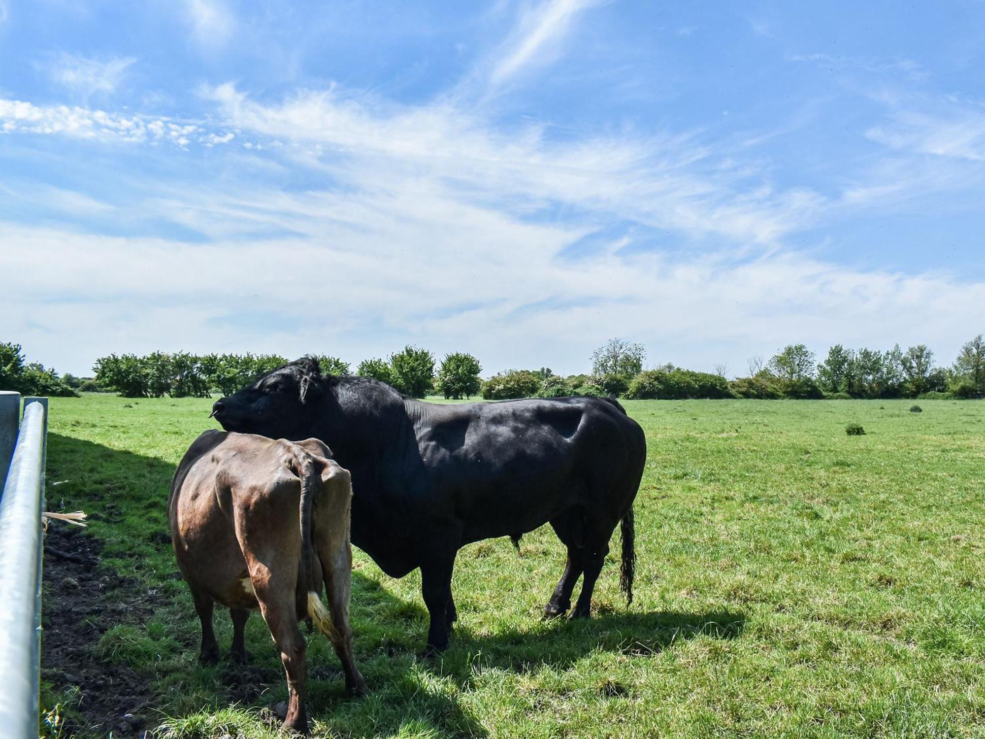 Green Acre Farm Ely Εξωτερικό φωτογραφία